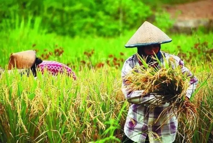 Nilai Tukar Petani Sumut Naik 1,83%