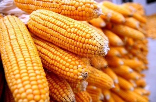 Produksi Jagung Sumut Capai 1,46 Juta Ton pada Januari-September 2024