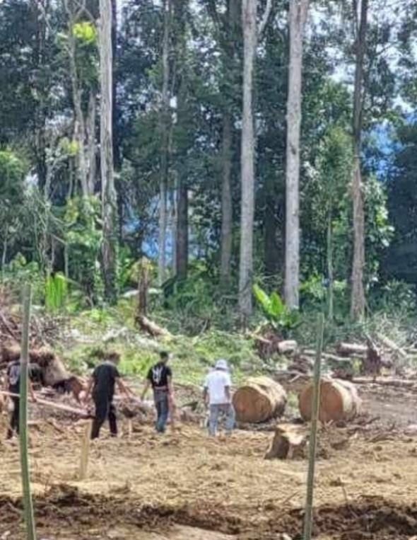 Hutan Arboretum di Desa Merek Terancam Punah, Lahan Diduga Diperjualbelikan