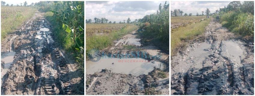 Petani Kesulitan Melintas, Jalan Usaha Tani di Tanjung Beringin Belum Diperbaiki