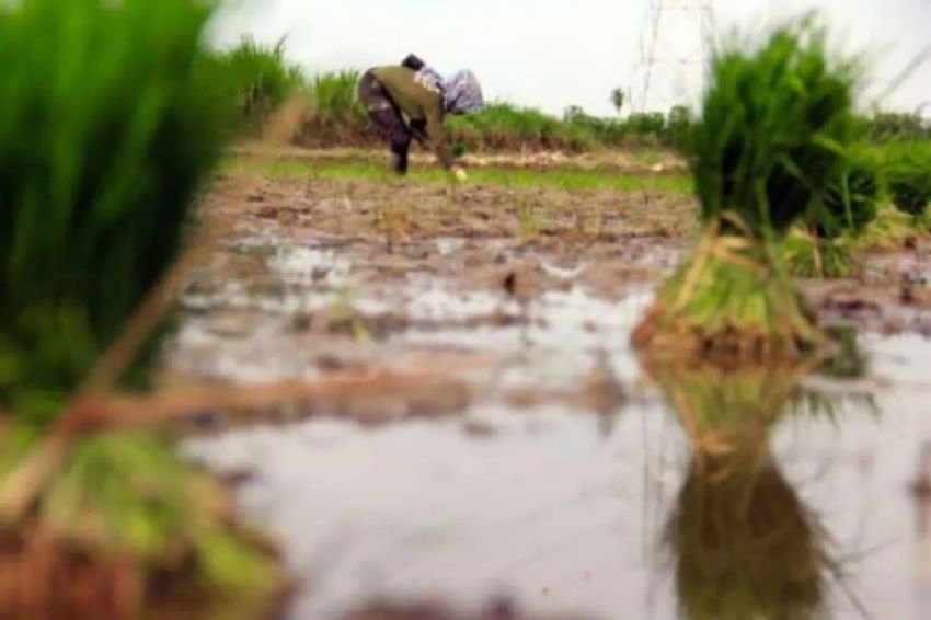 1.000 Ha Lebih Lahan Pertanian Sumut Terdampak Cuaca Tidak Stabil