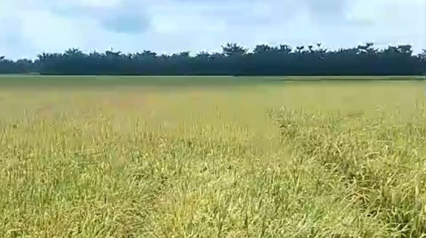 Mesin Pemanen Padi Langka di Tanjung Beringin, Petani Cemas Biaya Panen Meningkat