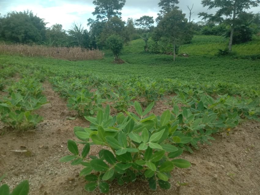 Petani Silimakuta Mulai Minati Budidaya Kacang Tanah