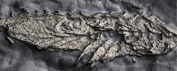 450 million year old gold fossil mystery discovered by scientists