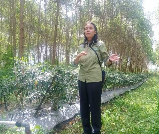 Panen Cabai dan Tanaman Endemik Pola Tumpang Sari di Antara Pohon Eucalyptus