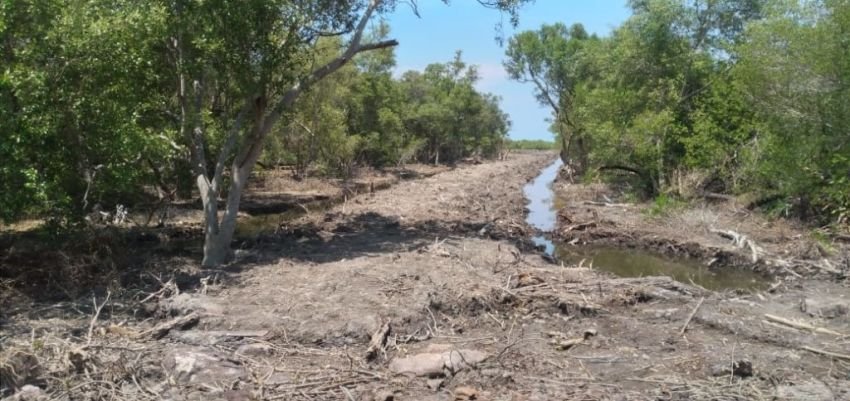 Kadis LHK Sumut: 15 Ribu Hektare Lahan Mangrove Rusak Berat