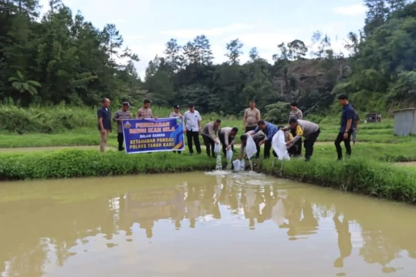 Polres Tanah Karo Bersama Dinas Perikanan Karo Tebar Benih Ikan Nila di Rumamis