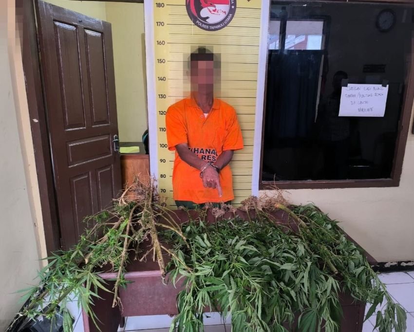 Polres Taput Temukan 15 Batang Pohon Ganja yang Ditanam di Kebun, Pemiliknya Ditangkap