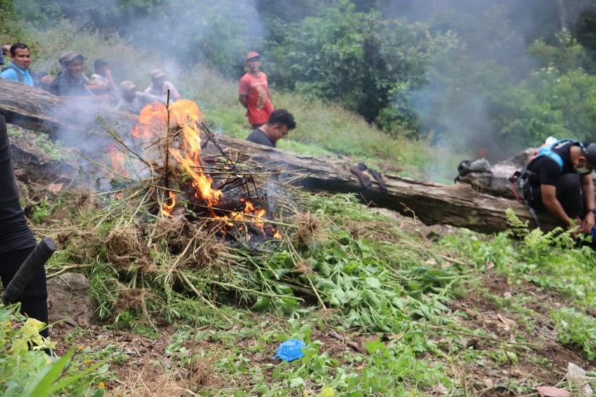 Kapolda Apresiasi Timsus Narkoba Polda Sumut dan Polres Madina Musnahkan 1,5 Hektare Ladang Ganja di Bukit Tor Sihite