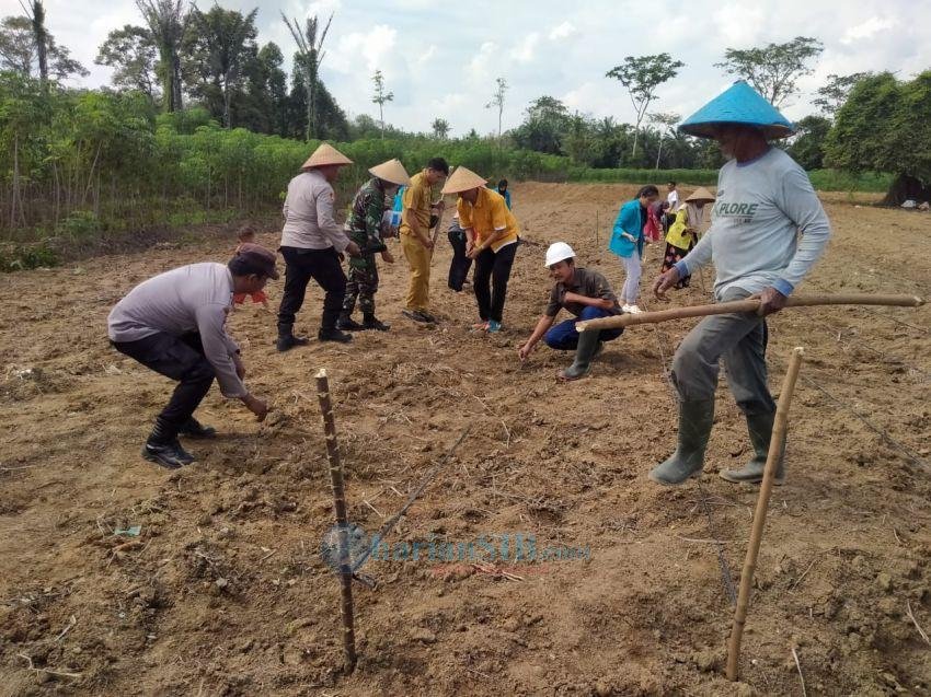 Socfindo Matapao Bersama Forkopimcam Telukmengkudu Tanam Jagung Dukung Ketahanan Pangan