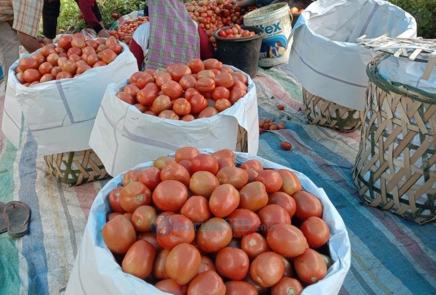 Harga Tomat Merangkak Naik di Simalungun