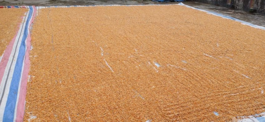 Produksi Jagung Merosot di Nauli Baru Simalungun