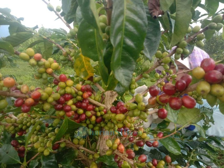 Produksi Kopi 'Sigarar Utang' di Silimakuta Turun