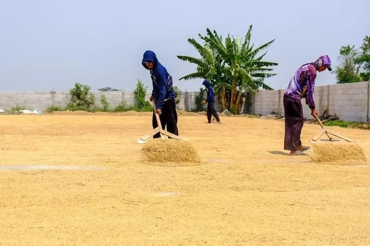 Petani Deliserdang Tanyakan Realisasi Harga Gabah Rp6.500/Kg