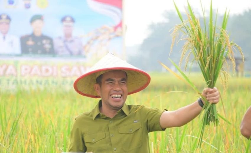 Wabup Labura Panen Raya di Desa Gunungmelayu