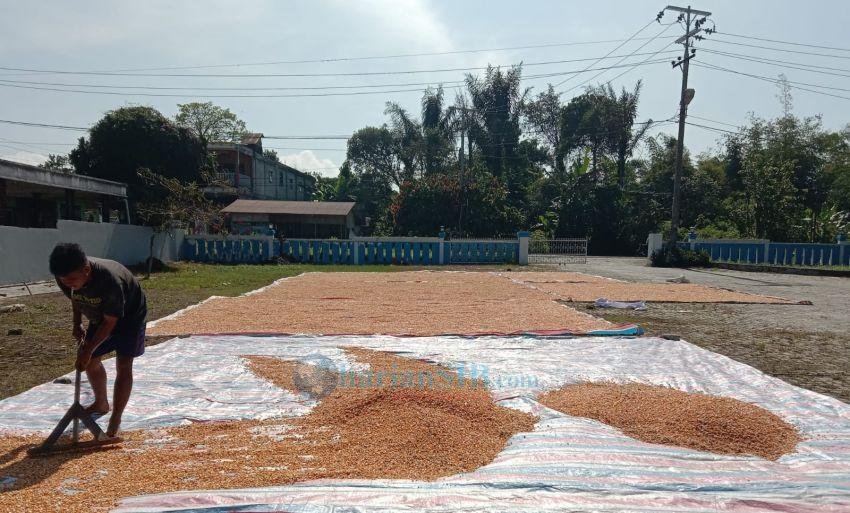 Jelang Ramadan, Harga Jagung Merangkak Naik di Simalungun