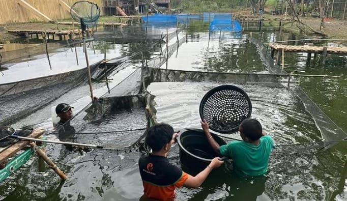 Brimob Polda Sumut Dukung Ketahanan Pangan, Lakukan Penyortiran 40.000 Bibit Ikan Lele di Kompi 2 Batalyon A Pelopor