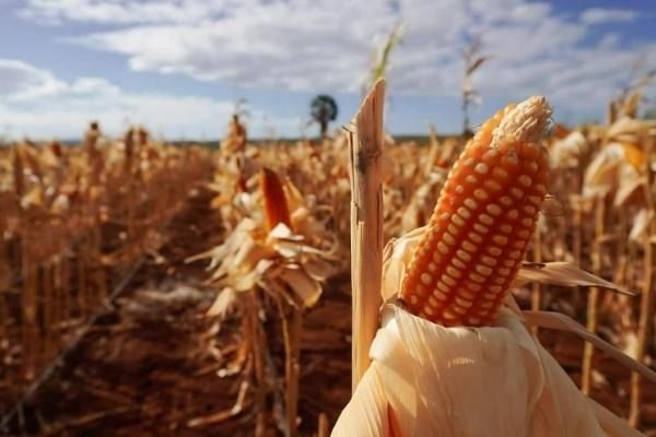 Harga Jagung di Tingkat Petani Jadi Rp 5.500/Kg