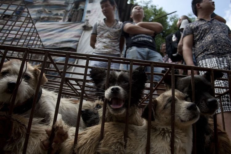 9 Negara di Mana Daging Anjing Masih Dikonsumsi