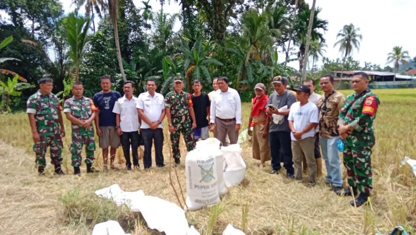 Satgas Serapan Gabah Nasional dan Bulog Sibolga Tinjau Panen Padi di Sibabangun