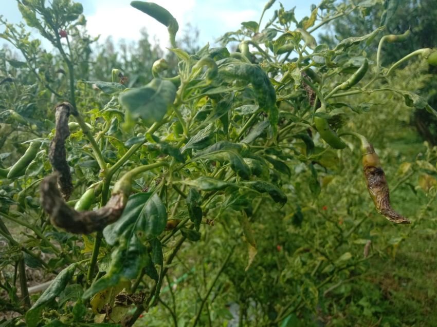 Petani Silimakuta Keluhkan Penyakit Patek Pada Tanaman Cabai Rawit