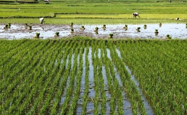 Alih Fungsi Lahan Terjadi di Sumut, Namun Produksi Pangan Masih Dapat Dipertahankan
