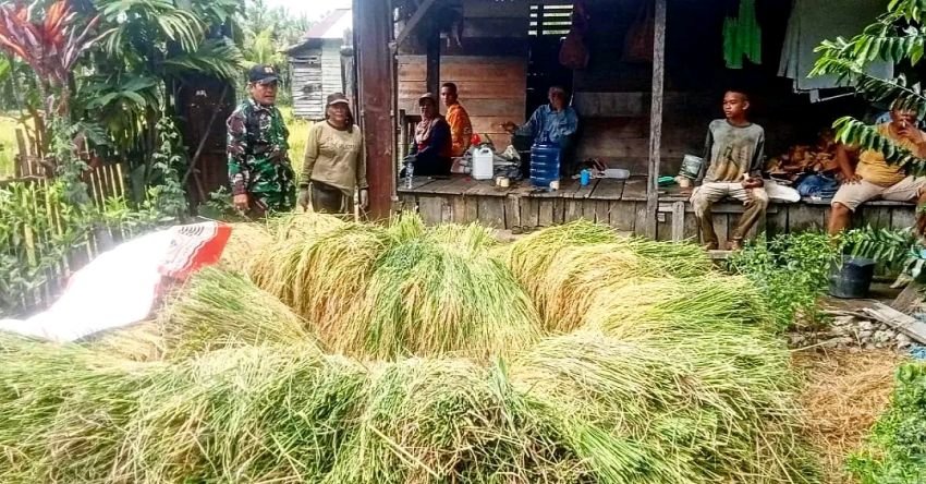 Babinsa Bantu Petani Panen Padi di Tapian Nauli