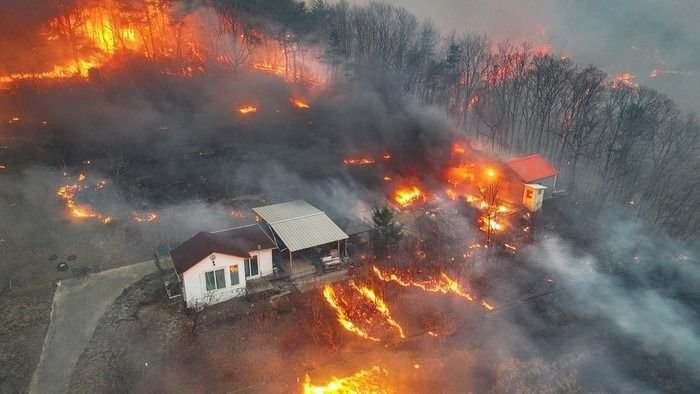 Kebakaran Hutan di Korsel: 18 Nyawa Melayang, Ribuan Orang Mengungsi