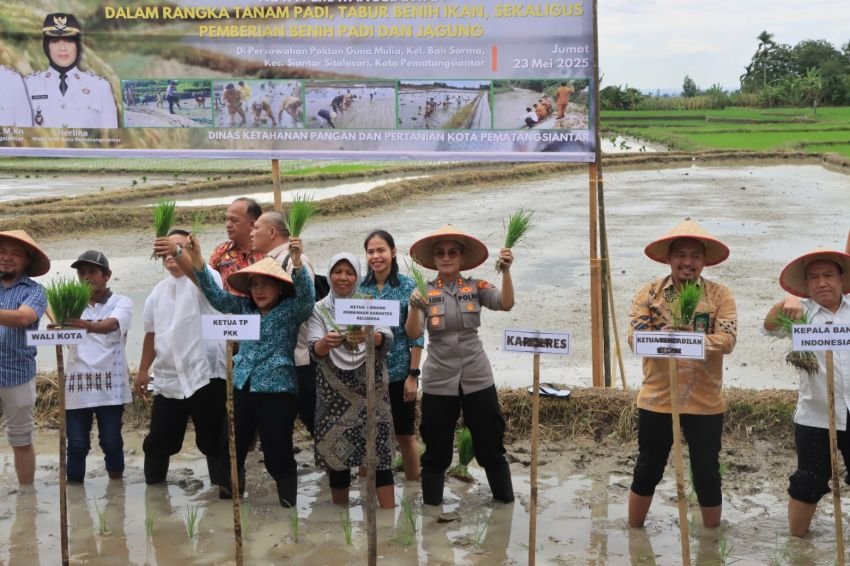 Wali Kota Bersama Forkopimda Tanam Padi di Pematangsiantar