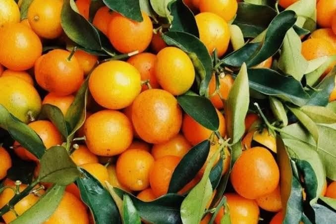 Sumut Penghasil Jeruk Manis Nomor 2 Nasional, Dinas Ketapang Dukung Langkah Gubsu Tangani Hama Buah Secara Masif