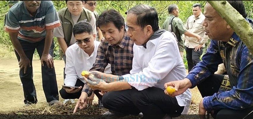 Jokowi Prihatin, Produksi Jeruk LMD Karo Turun Akibat Serangan Lalat Buah