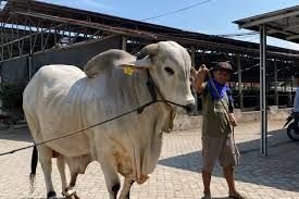 Prabowo Beli 4 Sapi Kurban, Ada yang Bobot 1,1 Ton