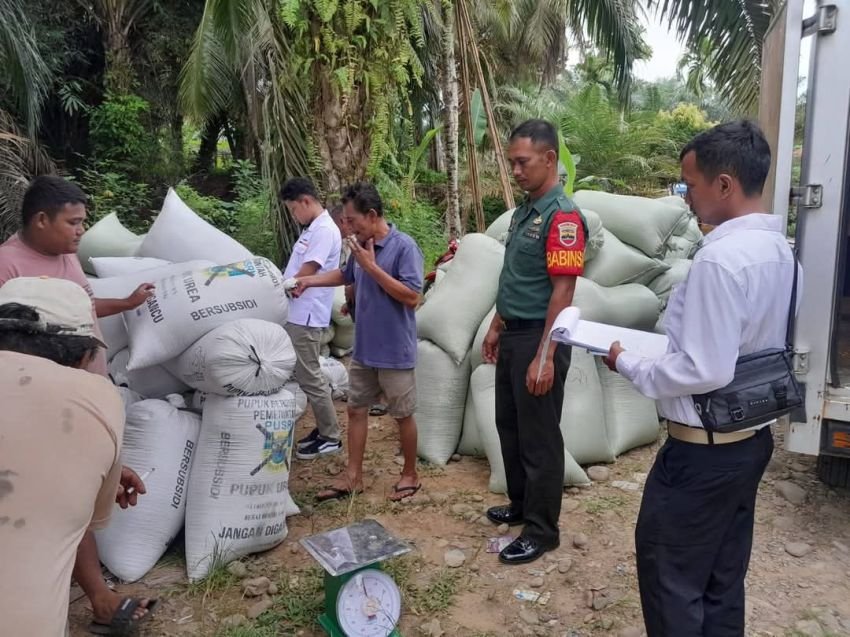 Babinsa Dampingi Penyerapan Gabah : Pastikan Petani Dapatkan Harga yang Layak