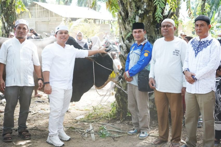 Presiden Prabowo Berkurban di Palas, Sapi Simental 825 Kg Diserahkan untuk Warga Pasir Jae