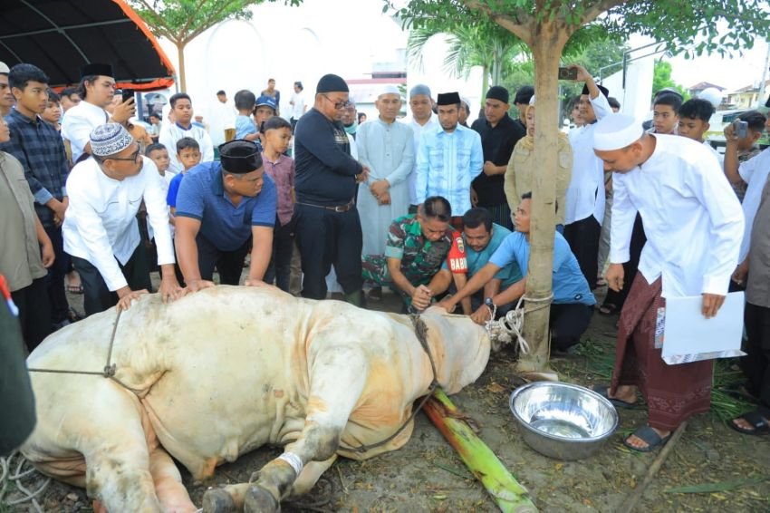 Wabup Labura Saksikan Penyembelihan Sapi Kurban Presiden Prabowo di Na IX-X