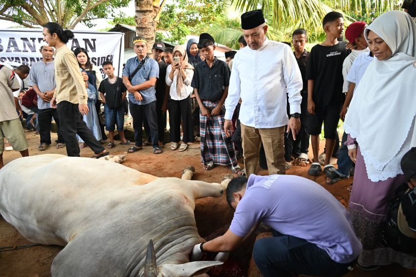 Dari Istana untuk Tapteng, Wakil Bupati Serahkan Sapi Kurban Presiden