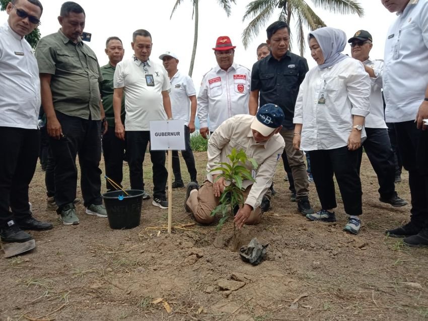 Gerakan Hijaukan Danau Toba, Gubernur Sumut Tanam Pohon di Geosite Sibaganding Simalungun