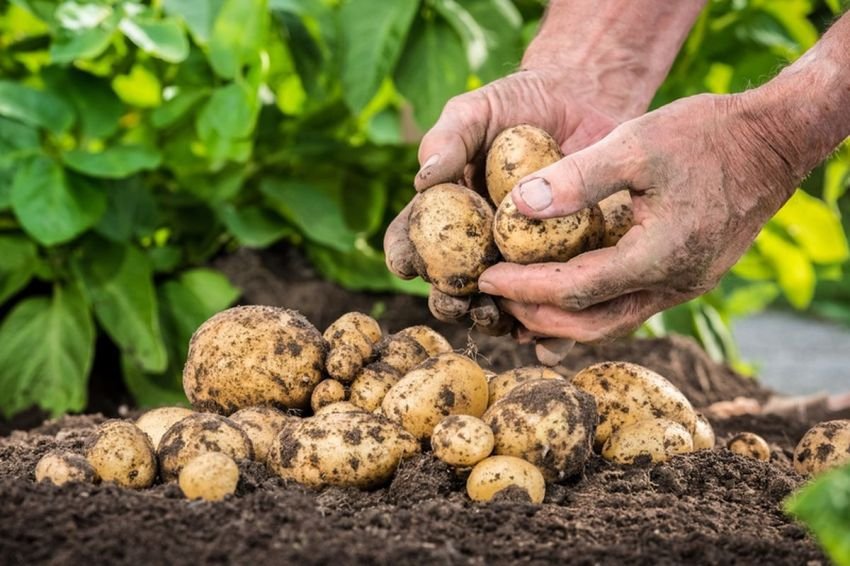 Kentang Sumut Diminati Banyak Kalangan, Produksi Capai 48.000 Ton hingga April 2025