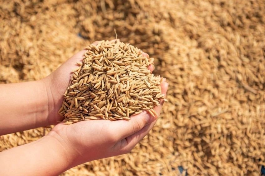 Bulog Sumut Siap Serap Gabah Petani Meski Panen Mulai Menipis
