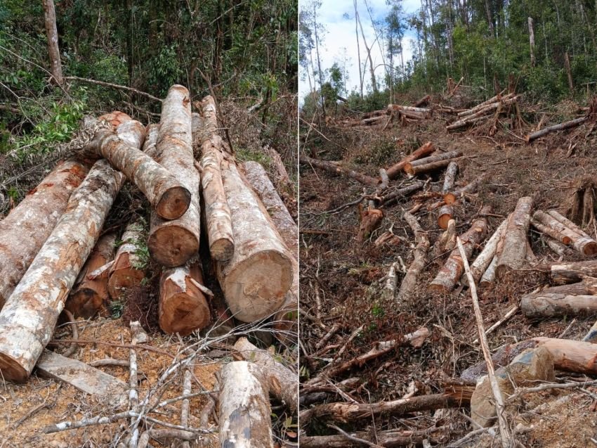 Viktor Silaen Desak Polres Humbahas Tangkap Pelaku Perambah Hutan di Desa Parnapa Humbahas