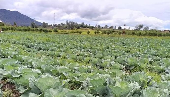 Agro Expo Mampu Tingkatkan Kualitas Pertanian Simalungun