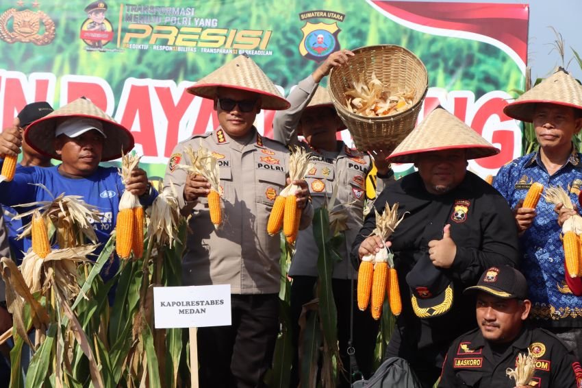 Dukung Program Swasembada Pangan Nasional 2025, Kapolrestabes Medan Gelar Panen Raya Jagung