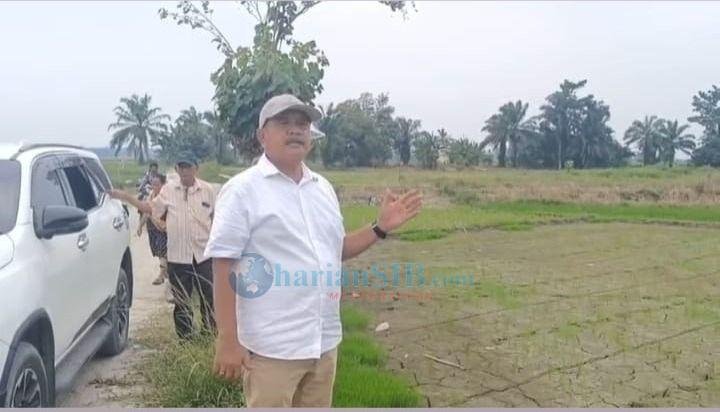 Ebenejer Sitorus: Bendungan di Asahan dan Batubara "Hancur" Ribuan Hektar Areal Persawahan Gagal Panen