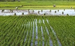 280 Ribu Hektar Lahan di Sumut Tak Produktif, Perlu Perhatian Pemda