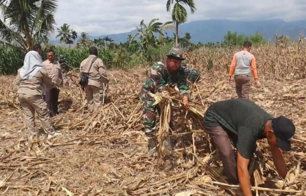 Dukung Ketahanan Pangan, Satgas TMMD ke-125 Kodim 0108/Agara Bersihkan Lahan Untuk Penanaman Jagung di Bukit Tusam