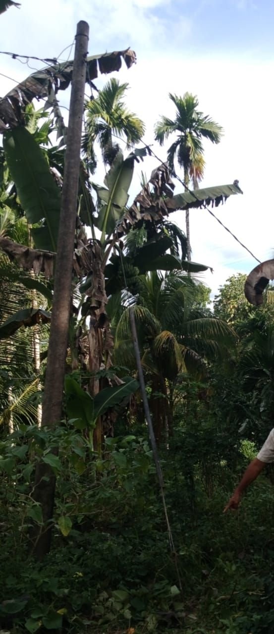 Usai Panjat Kelapa, Seorang Warga di Nias Tewas Diduga Tersengat Kabel Listrik