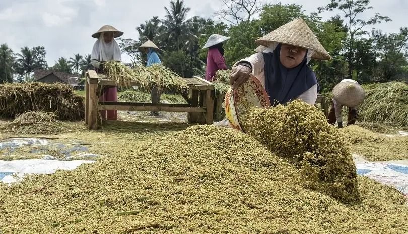 Bulog Sumut Serap 32.000 Ton GKP Petani