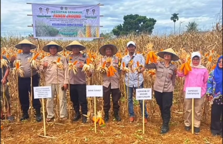 Gerakan Panen Jagung di Medan Tuntungan Perkuat Kemandirian Pangan