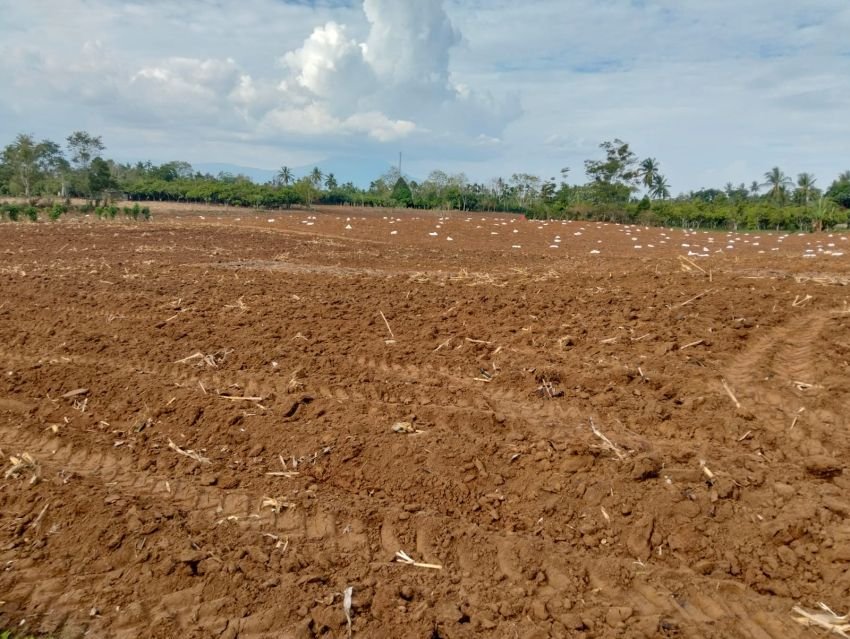 Salmon Sumihar Sagala: Kemarau Panjang Landa Pertanian di Karo, Petani Gagal Tanam dan Alami Kerugian Besar