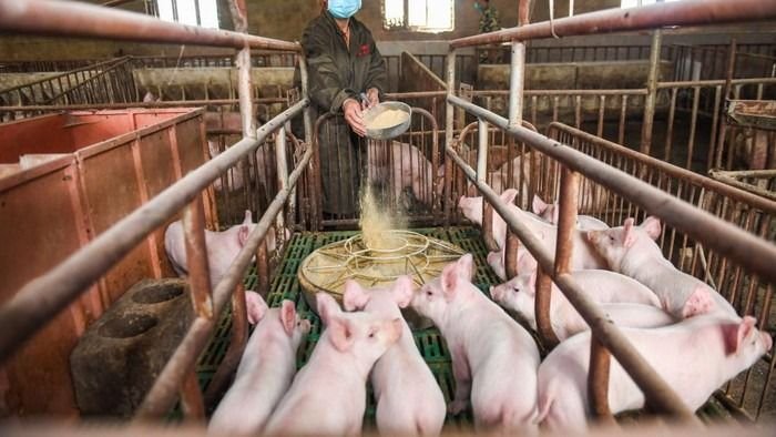 MUI Jateng Haramkan Peternakan Babi di Jepara